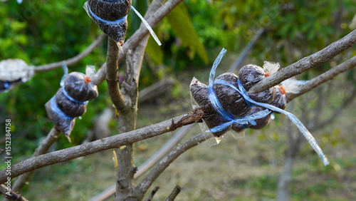 Cropped Hand Holding Grafting Tree Branch With Wet Coconut Husk In Plastic Bag