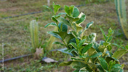 Variegated Eureka Lemon Leaves
