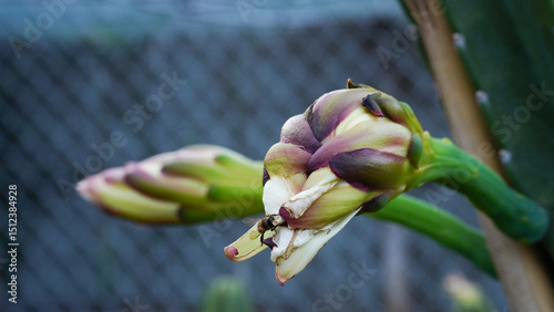 Close-up of the mandacaru cactus flower with a bee (Cereus jamacaru).