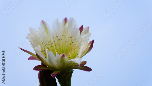 Close-up of the mandacaru cactus flower with a bee (Cereus jamacaru).
