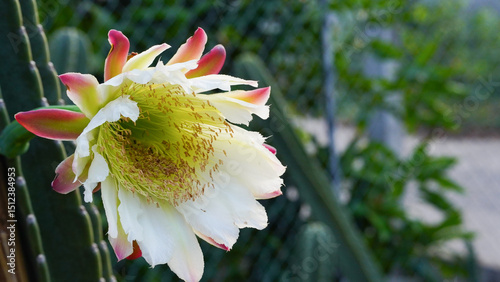 Close-up of the mandacaru cactus flower with a bee (Cereus jamacaru).