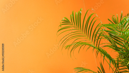 Green leaves of the betel palm contrast against a yellow background.