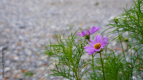 Cosmos flowers on nature background
