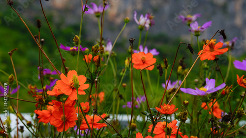 Cosmos flowers on nature background