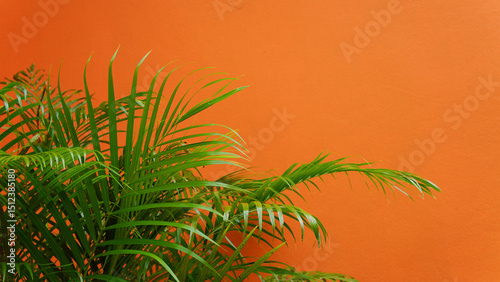 Green leaves of the betel palm contrast against a yellow background.