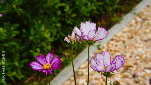 Cosmos flowers on a natural background