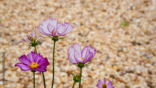 Cosmos flowers on a natural background