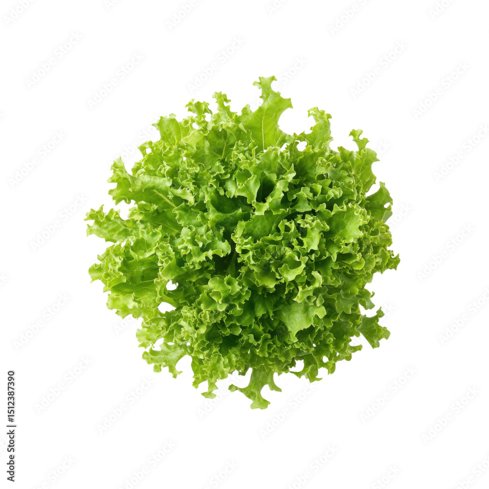 Obraz premium Fresh Lettuce Head: A vibrant, freshly harvested head of lettuce, showcasing its delicate, ruffled leaves and crisp texture, perfectly embodying the essence of freshness and wholesome nutrition.