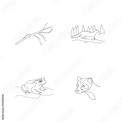 Outline illustrations of stick insect weasel frog and raccoon in minimalist linear style