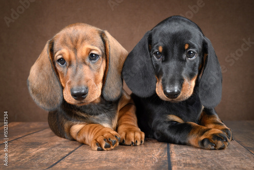 Adorable dachshund puppies on dark background