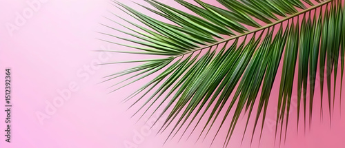 Closeup Of Detailed Palm Leaf Against Pink Background