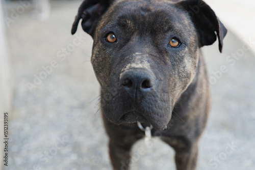 Close-up of a dog's face with a curious expression