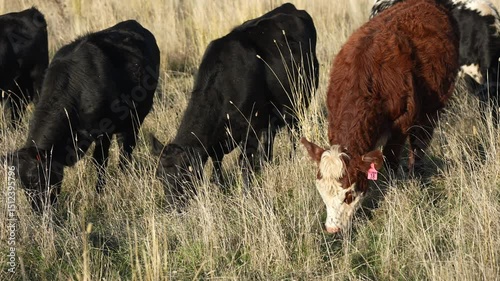 australian beef cattle grazing on pasture grass in a paddock. Beef Cows Moving Through Dry Grassland, Australian Farm Scene