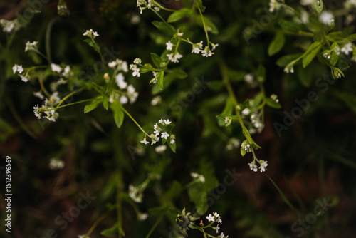 Blooming galium plants with delicate white flowers