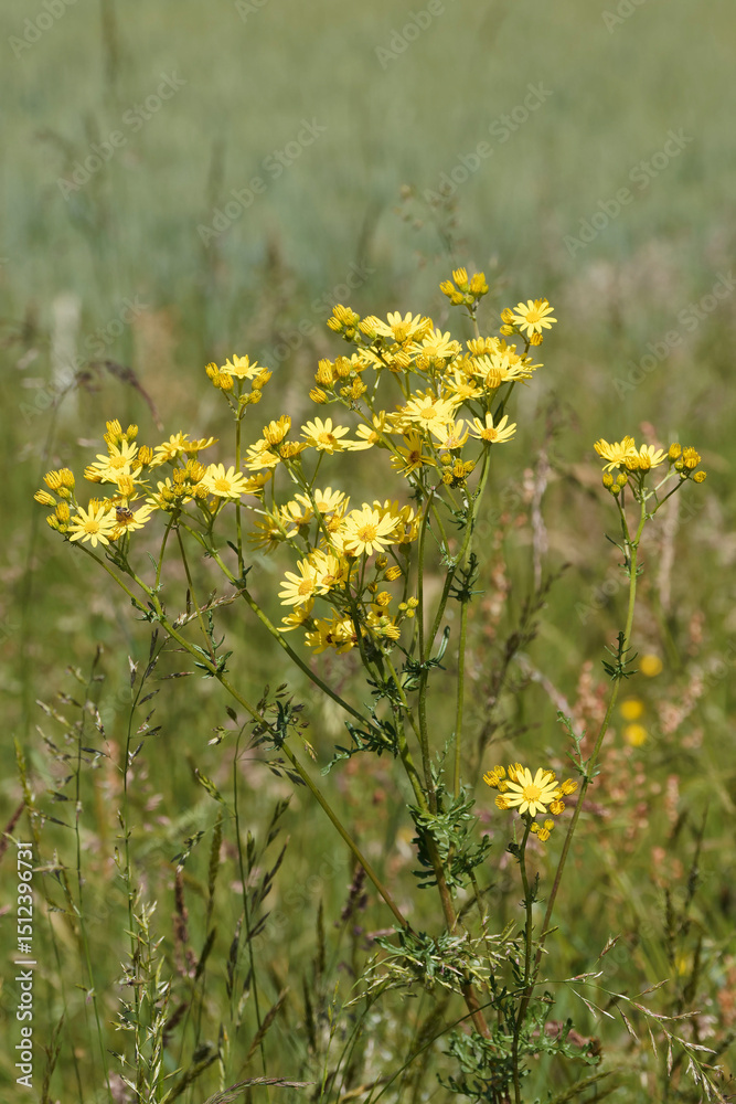 Fototapeta premium A Common ragwort plant (Jacobaea vulgaris) with upright stems covered of clusters of yellow flowers in the middle of a grazing pasture