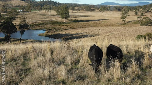 australian beef cattle grazing on pasture grass in a paddock. Beef Cows Moving Through Dry Grassland, Australian Farm Scene in summer