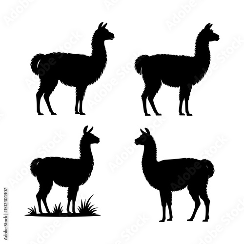 Four llama silhouettes in various standing poses against a white background showcasing their form and posture