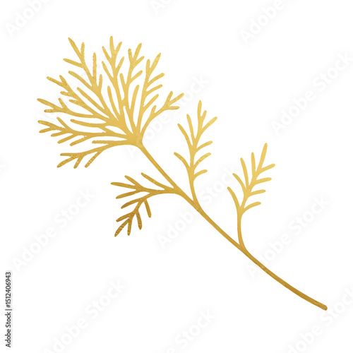 Golden dill branch vector illustration for botanical design and decoration use on transparent background