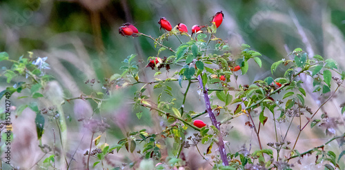 red hips on a bush