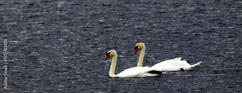 swans on the lake