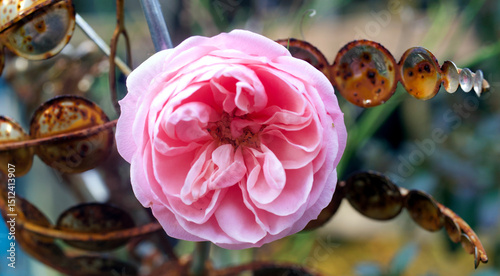 close up of a single pink rose