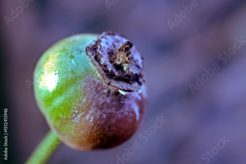 closeup of a rose hip