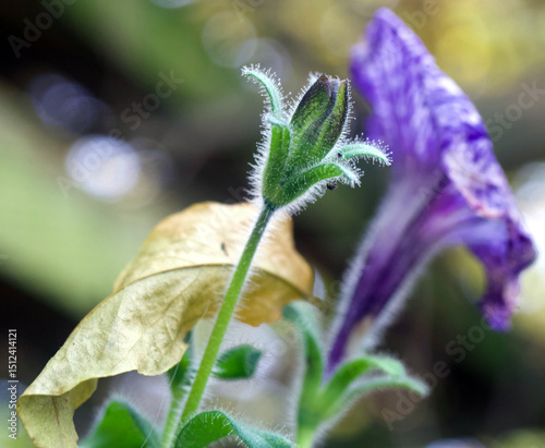 budding little pansy flower