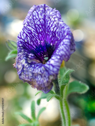 purple pansy in the garden