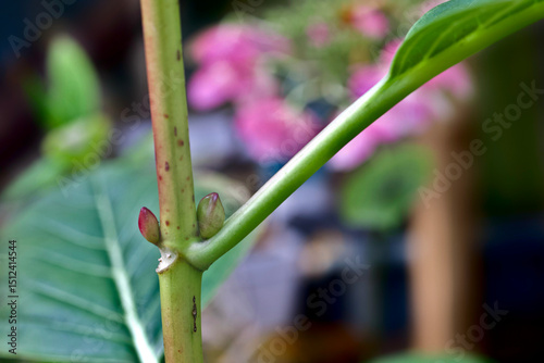 buds on a stem