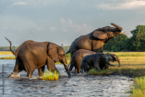 Photography Close encounter with Elephants crossing the Chobe river between Namibia and Botswana in the late afternoon seen from a boat
