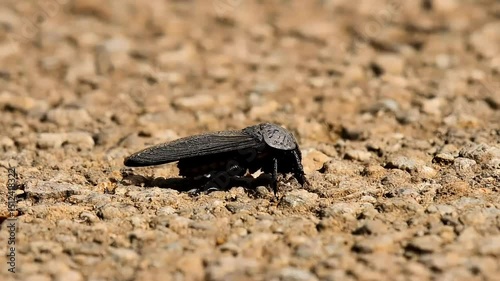 Click Beetle resting on rocky ground, with pronounced ridged wing covers