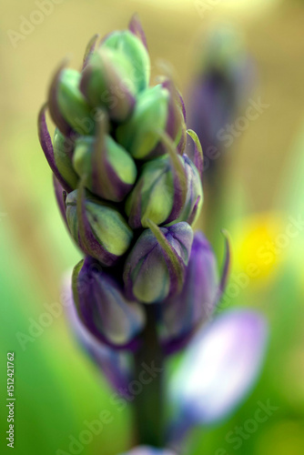 closeup of bluebell about to flower