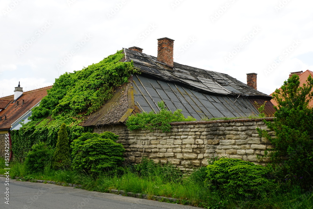 Fototapeta premium Old house covered by ivy