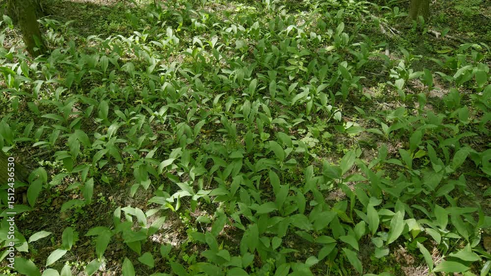 Lush and vibrant green ground cover with dazzling leaves in a thriving forest ecosystem