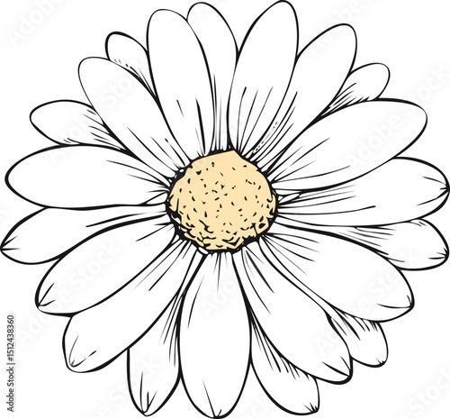 Daisy flower crayon drawing. Brush vector. Hand drawn floral sketch. Doodle paint. Black simple spring daisy flower. Abstract ink line plant. White stroke outline. Nature graphic, handdrawn grunge.