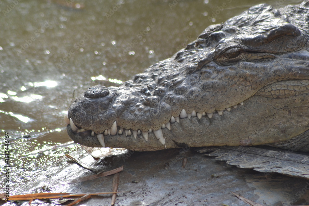 Obraz premium Zoos in India – Wildlife Conservation and Tourism