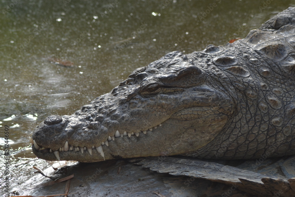 Obraz premium Zoos in India – Wildlife Conservation and Tourism