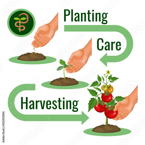 Growth stages of tomatoes. Plant life cycle. Planting, care, harvesting. Vector illustration isolated on white background