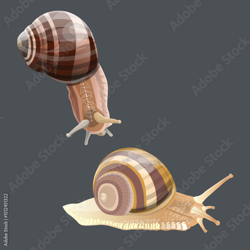 Pair of land snails. Vector illustration isolated on dark background
