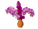 Colorful orchids in a clay vase.