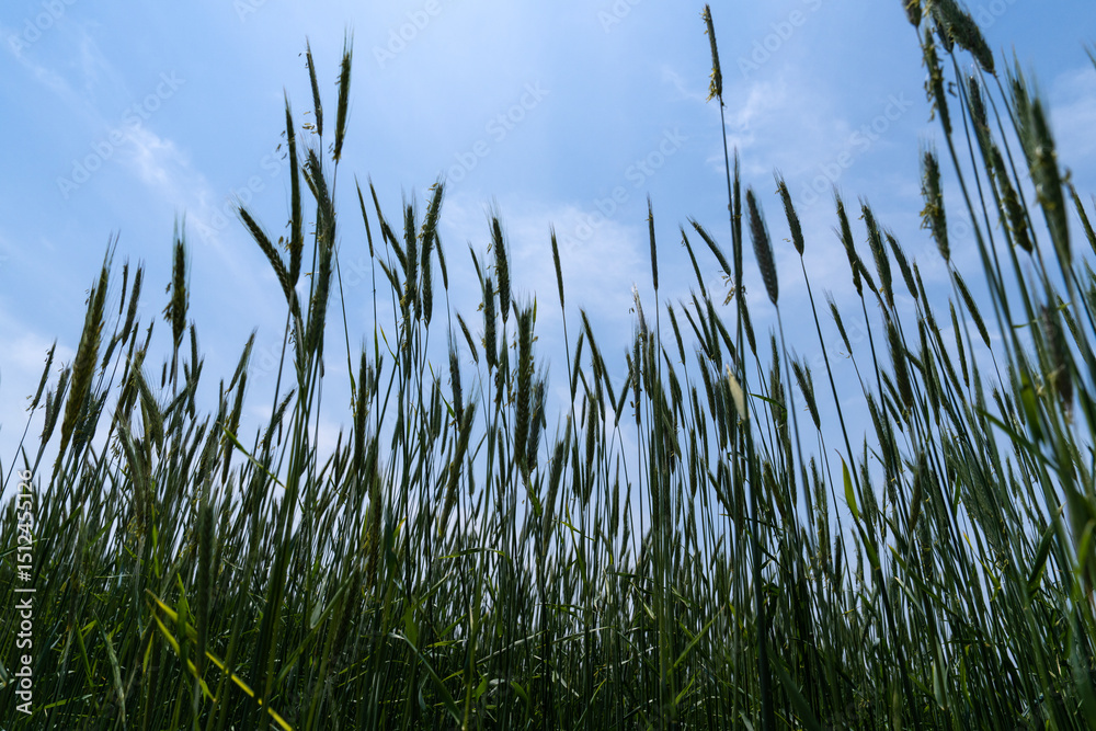 Obraz premium swaying barley in the wind