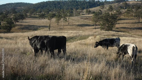 wagyu angus cows Mixed Herd of Healthy Beef Cattle Grazing on Lush Green Pasture. Regenerative Sustainable Australian Agriculture, Responsible Livestock Farming, and Natural Environment in Australia