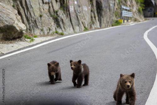 Bear family in Romania, on the Transfagarasan Highway.