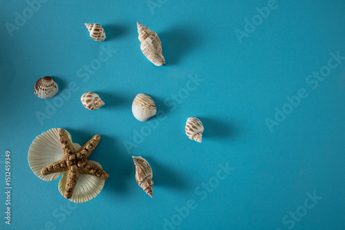 Small shells in the company of a starfish resting on the seabed