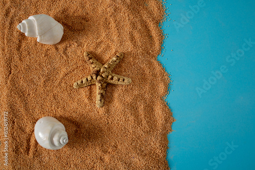 A starfish with two white shells is sunbathing on a sandy beach on a summer day