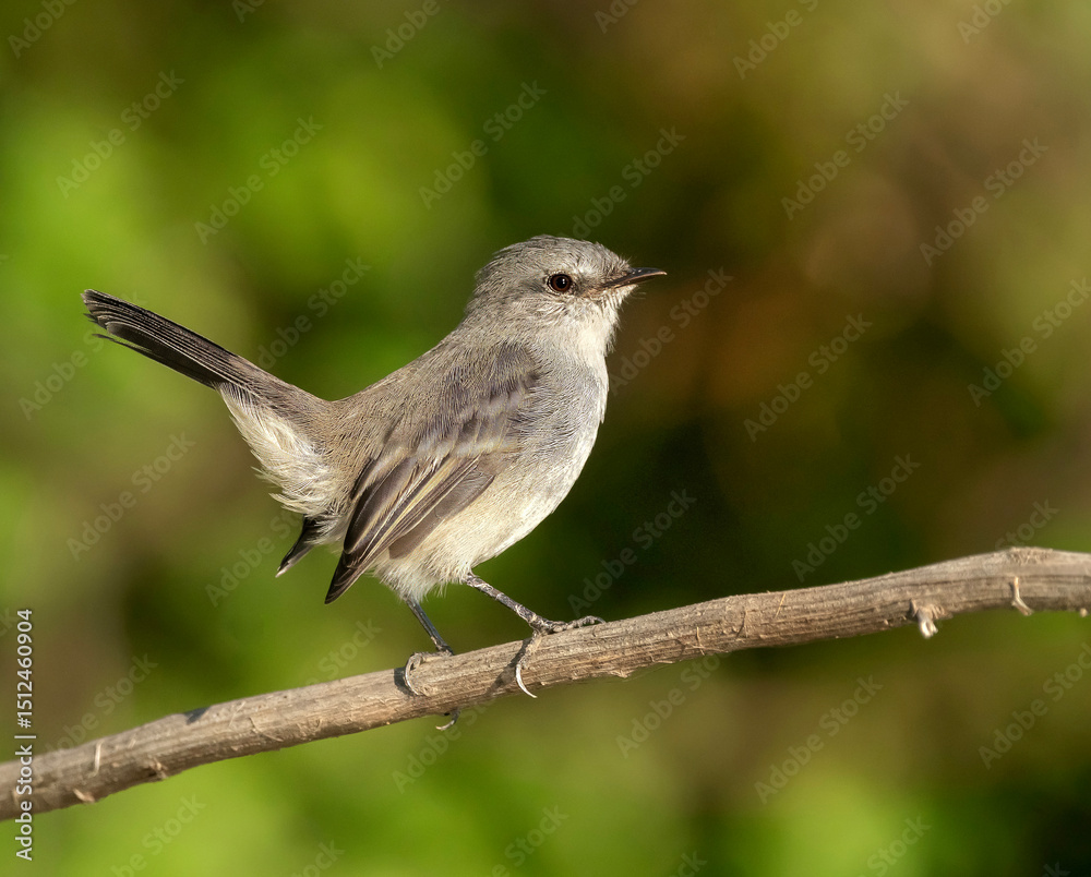 Fototapeta premium Piojito tiki tiki ave posado