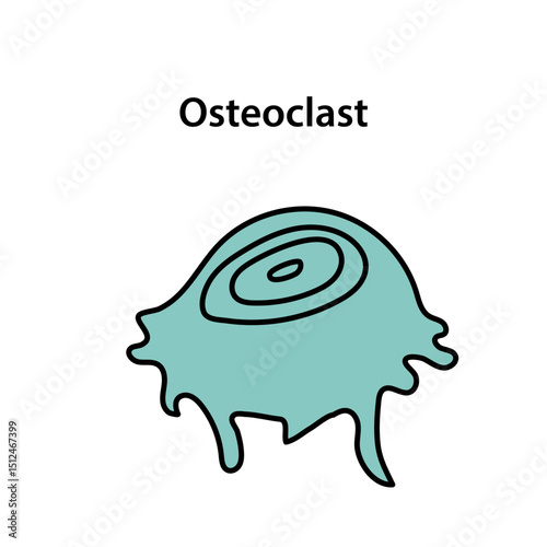 Osteoclast