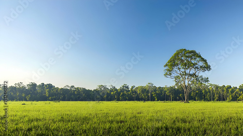 Expansive Green Field Under Sunny Blue Sky With Single Tree