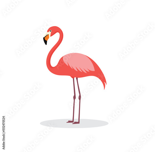 Pink flamingo bird tropical wildlife animal