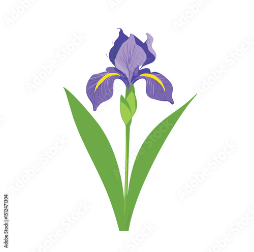 Single purple iris flower isolated on white background